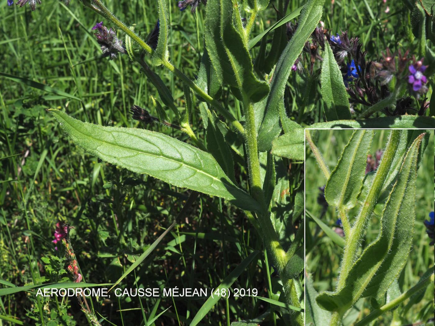 Bugloss, Italian leaf